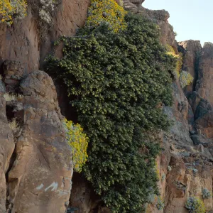 Guadalupe Island, Perityle incana, huge Malosma laurina, cliffs at lower circus