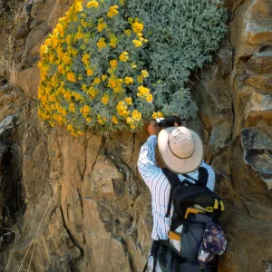 Guadalupe Island, Perityle incana, cliffs at lower circus