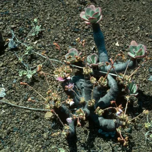 Guadalupe Island, Cistanthe guadalupense, outer islet