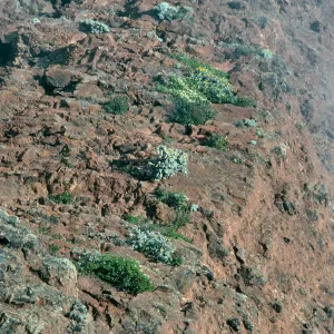 Guadalupe Island, plants on cliff