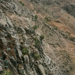 Guadalupe Island, palms