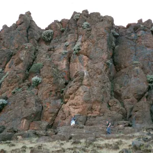 Guadalupe Island, lower circus cliffs, Perityle incana, Reid Moran (R), Margie Stinsom (L)