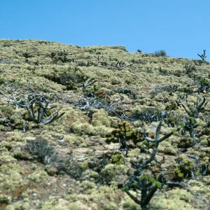 Guadalupe Island, Coreopsis, Talinum, Dudleya (liveforevers), outer islet