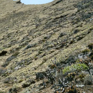 Guadalupe Island, outer islet