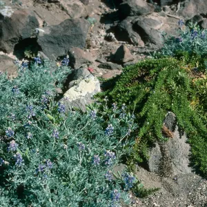 Guadalupe Island, Lupinus niveus, Hemizonia greeneana, South mesa