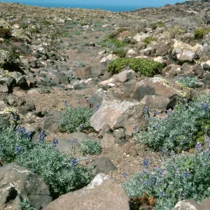 Guadalupe Island, Lupinus niveus, Hemizonia greeneana, South mesa