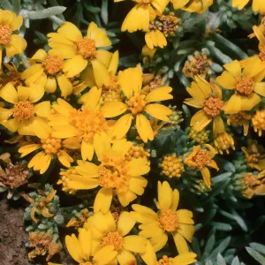 Guadalupe Island, Hemizonia palmeri, South mesa
