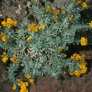 Guadalupe Island, Hemizonia palmeri, South mesa