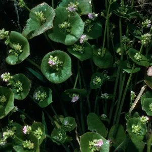 Guadalupe Island, Claytonia, near spring