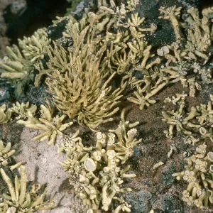 Guadalupe Island, Lichens, Southwest bluffs