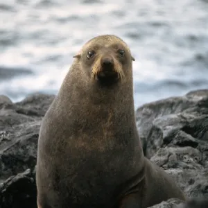 Southeast Guadalupe Island, Guadalupe Fur Seal