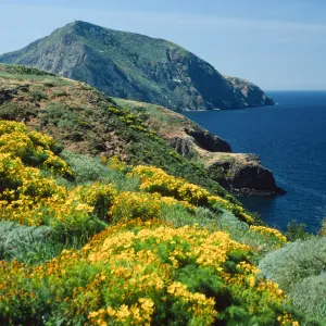 Middle Anacapa Island, Coreopsis gigantea, looking west