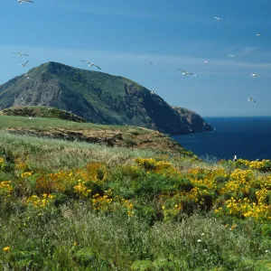 Middle Anacapa Island, terrace, Coreopsis gigantea, looking west