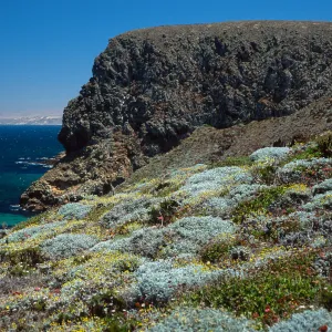 Astragalus, Malacothrix, Hoffmann Point, San Miguel Island