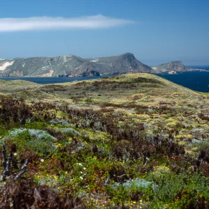 Malacothrix incana, Just west of Hoffmann Point, San Miguel Island