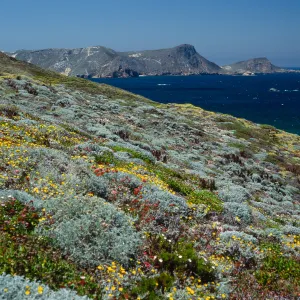 Malacothrix incana, Just west of Hoffmann Point, San Miguel Island