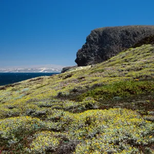 Malacothrix incana, Just west of Hoffmann Point, San Miguel Island