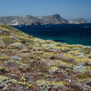 Malacothrix incana, Just west of Hoffmann Point, San Miguel Island