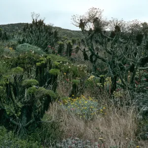 Coreopsis, Malacothrix, Eriogonum (wild buckwheat) , San Miguel Island