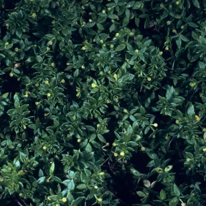 Galium californicum ssp. miguelense, Trail to Harris Point, San Miguel Island