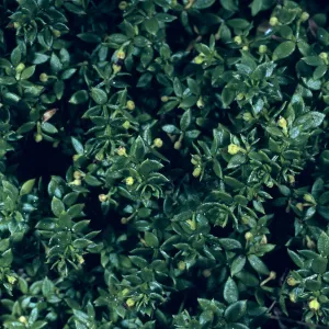 Galium californicum ssp. miguelense, Trail to Harris Point, San Miguel Island