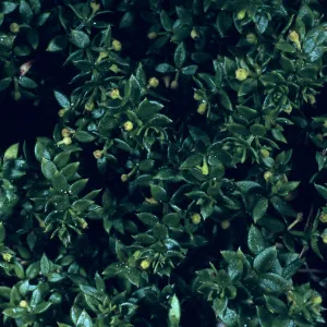Galium californicum ssp. miguelense, Trail to Harris Point, San Miguel Island