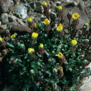 Malacothrix indecora, Just north of Mouth of Willows Canyon, San Miguel Island
