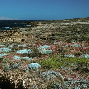 Malacothrix indecora habitat, Just north of mouth of Willows Canyon, San Miguel Island