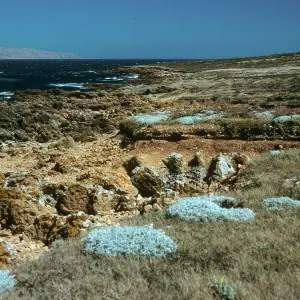 Malacothrix indecora habitat, Just north of mouth of Willows Canyon, San Miguel Island