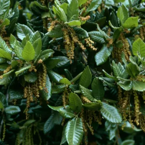 Quercus tomentella, SBBG