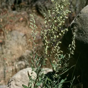 Artemisia douglasiana, Upper Mission Canyon, Santa Barbara
