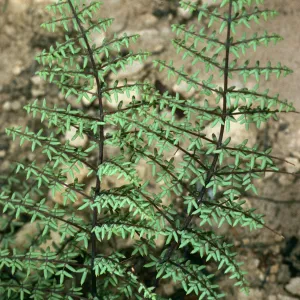 Pellaea mucronata, East Jesusita Trail, Santa Barbara