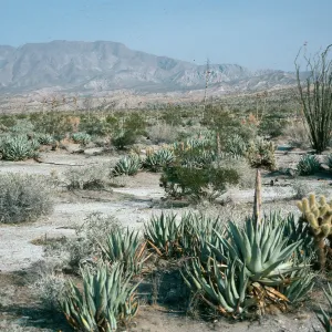 Agave deserti (Desert agave), Along Highway S-2, Anza Borrego