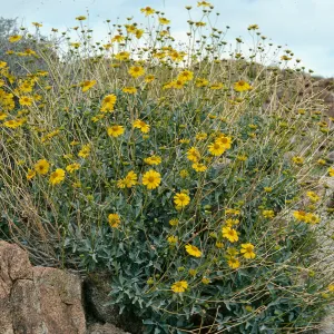 Encelia farinosa, Anza Borrego