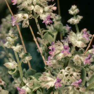 Hyptis emoryi, Borrego Palm Canyon
