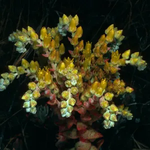 Dudleya caespitosa, Just east of West Terrace, West Anacapa Island