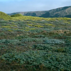 Ambrosia, Abronia, Christy Beach, Santa Cruz Island