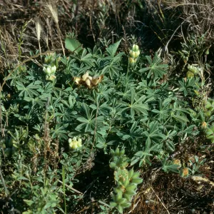 Lupinus (Lupine),, Christy Beach, Santa Cruz Island