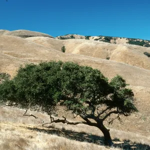 Quercus dumosa, Upper Well Canyon, Santa Cruz Island