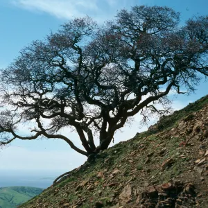 Quercus, Near Peak 1848, Santa Cruz Island