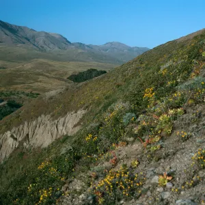 Eriophyllum confertiflorum, Slopes near Christy Ranch, Santa Cruz Island