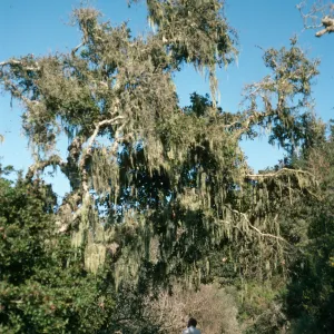 Ramalina, Just East of Campo Raton, Christy Pines, Santa Cruz Island