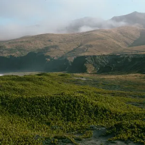 Abronia maritima, Christy Ranch, Santa Cruz Island