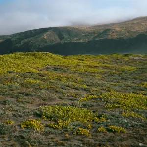 Abronia maritima, Christy Ranch, Santa Cruz Island