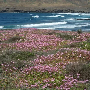 Abronia umbellata, Fraser Point, Santa Cruz Island
