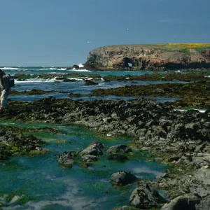 Phyllospadix, Tide Pools, Forney’s Cove, Santa Cruz Island