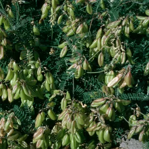 Astragalus trichopodus var. lonchus, Near Christy Ranch, Santa Cruz Island
