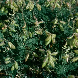 Astragalus trichopodus var. lonchus, Near Christy Ranch, Santa Cruz Island