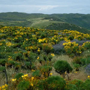 Coreopsis, Lupinus (Lupine),, San Miguel Island