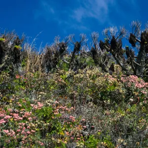 Eriogonum (wild buckwheat), Dudleya (liveforevers), Caï¿½ada del Mar, San Miguel Island